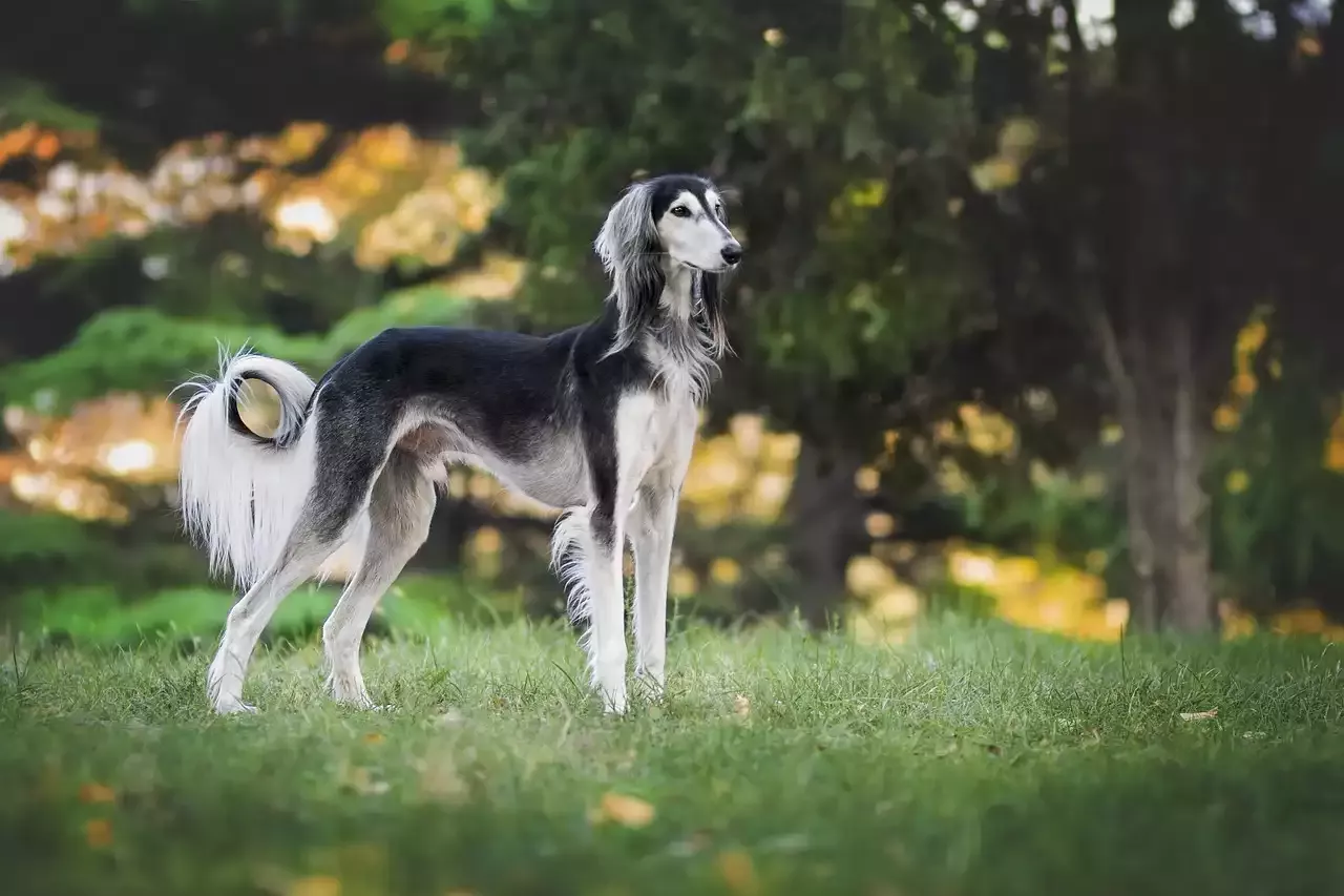 Einen Greyhound als Haustier adoptieren